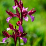 Wild Orchid
