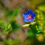 Blue Flower