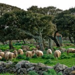 Sheep and Cork Trees