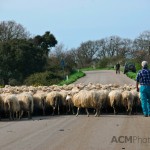 Traffic in Sardinia