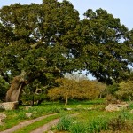 Cork Tree