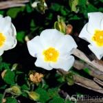 Cistus monspeliensis