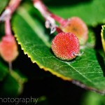Strawberry Tree (Arbutus unedo)