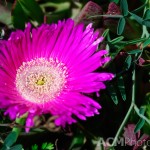 Carpobrotus acinaciformis commonly called Sally-my-handsome