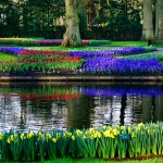 Keukenhof Tulip Gardens, Lisse, The Netherlands