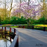 Keukenhof Tulip Gardens, Lisse, The Netherlands