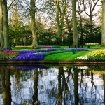 Keukenhof Tulip Gardens, Lisse, The Netherlands