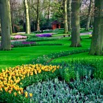 Keukenhof Tulip Gardens, Lisse, The Netherlands