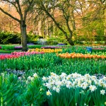 Keukenhof Tulip Gardens, Lisse, The Netherlands