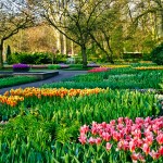 Keukenhof Tulip Gardens, Lisse, The Netherlands