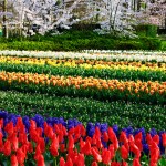 Keukenhof Tulip Gardens, Lisse, The Netherlands