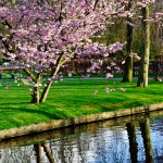 Keukenhof Tulip Gardens, Lisse, The Netherlands