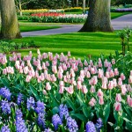 Keukenhof Tulip Gardens, Lisse, The Netherlands