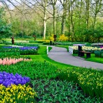 Keukenhof Tulip Gardens, Lisse, The Netherlands