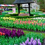 Keukenhof Tulip Gardens, Lisse, The Netherlands