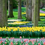 Keukenhof Tulip Gardens, Lisse, The Netherlands