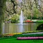 Keukenhof Tulip Gardens, Lisse, The Netherlands