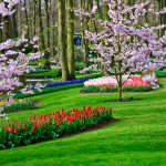 Keukenhof Tulip Gardens, Lisse, The Netherlands