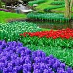 Keukenhof Tulip Gardens, Lisse, The Netherlands