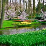 Keukenhof Tulip Gardens, Lisse, The Netherlands