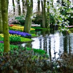 Keukenhof Tulip Gardens, Lisse, The Netherlands