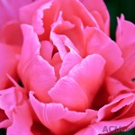 Double late tulip 'Sunset Tropical'