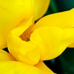 Triumph tulip 'Yellow King'