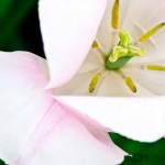 Triumph Tulip 'Rosalie'