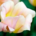 Tulip 'Orange Rosalie'