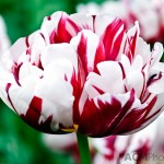 Double Late Tulip 'Carnivale de Nice'