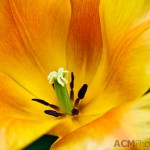 Triumph Tulip 'Veronique Sanson'