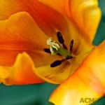 Triumph Tulip 'Veronique Sanson'