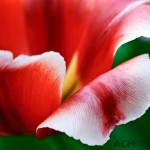 Triumph Tulip 'Talent'