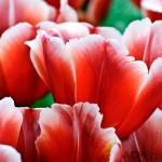 Triumph Tulip 'Talent'
