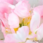 Double Late Tulip 'Finola'