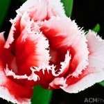 Fringed Tulip 'Canasta'
