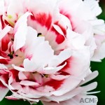 Double Late Tulip 'Zizanie'