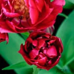 Double Early Tulip 'Bearingpoint'