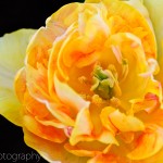 Tulip 'Charming Beauty'