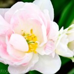 Double Late Tulip 'Annelinde'