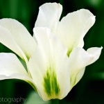 Viridiflora Tulip 'Spring Green'