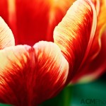 Triumph Tulip 'Dow Jones'