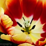 Triumph Tulip 'Dow Jones'