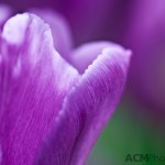 Tulip 'Magic Lavender'