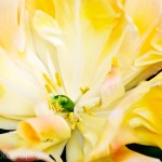 Double Early Tulip 'Peach Melba'