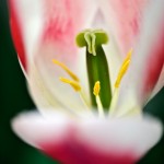 Tulip 'All That Jazz'