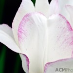 Triumph Tulip 'Gwen'