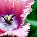 Tulip 'rose gefanjerd'