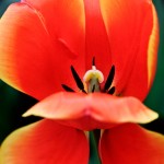 Darwin Hybrid Tulip 'Ad Rem'