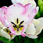 Single Late Tulip 'Candy Club'